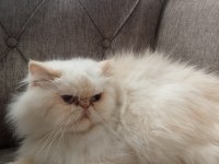 Uygun fiyata iran egzotik longhair