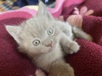 British shorthair yavruları