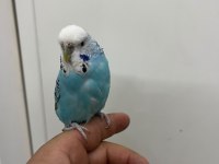 KONUŞAN DİŞİ MUHABBET KUŞU