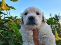 Golden retriever erkek bebek Mersin