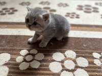 Aciliyetten dolayı ilanda british shorthair