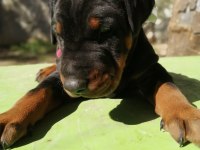 A şecereli anne ve babadan üst düzeyde kaliteli dobermanlar