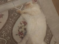 10 AYLIK SAFKAN İRAN KEDİSİ