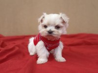 Kore maltese