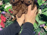 Safkan poodle yavrularımız yeni yuvalarını arıyor