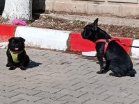 7 aylık siyah french bulldog