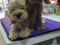 Maltipoo yavrularımız yuvalarını bekliyor