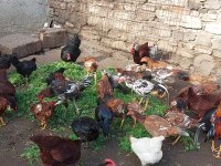 KENDİ ÜRETİMİM KÜMES HAYVANLARI