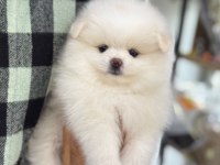 2 aylık pomeranian köpek