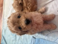 Maltipoo yavrumuz