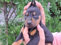A kalite doberman yavrular