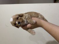 Üst kalite MİNİK CAVAPOO YAVRULAR