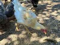 Sağlıklı genç horozlar mavici cins horozlar