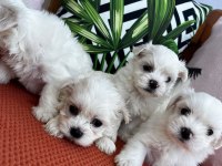 Orjinal maltese terrier yavrular