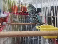 Jumbo muhabbet kuşu iki adet erkek