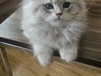 Peluş oyuncak gibi scottish fold longhair