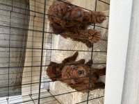 Toy poodle dişi ve erkek yavru kore kan kuyruksuz