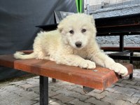 SAFKAN AKBAŞ YAVRULARI (TAKIM ERKEK DİŞİ) HEPSİ VAR