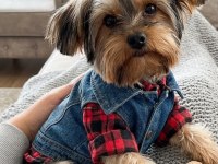 Uyumlu Çok Akıllı Yorkshire Terrier