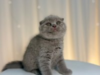 Irk Ve Sağlık Garantili Scottish Fold Yavrularımız