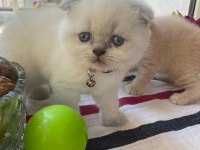 Scottish fold yavrularımız yeni yuvalarına gitmeye hazır