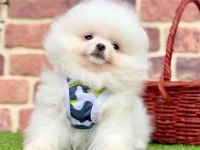 Pomeranian boo köpeğimiz