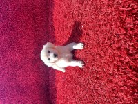 Baby Face Golden Retriever Yavrularımız