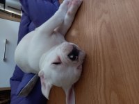 French bulldog tyson yeni yuvasını arıyor