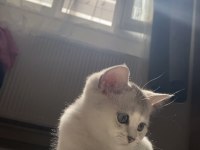 Sliver yavru british shorthair kedim