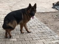 15 aylık şecereli erkek muhteşem anatomi alman kurdu