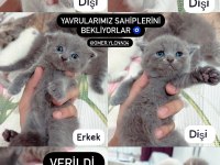 Safkan erkek ve dişi yavrularımız