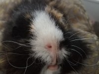 Guinea Pig Kobay Sahiplendirme