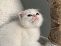 İyi huylu scottish fold