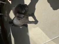 IRK GARANTİLİ 2 AYLIK PUG MOPS