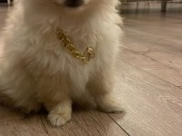POMERANİAN YAKIŞIKLI COCO