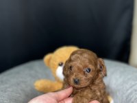Kore Poodle