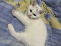 2.5 aylık erkek uygun british shorthair