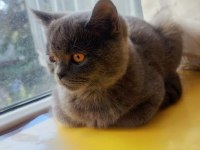 British Shorthair Ücretli Sahiplendirilecektir