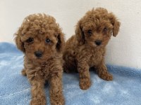 Saf Irk Zarafeti Poodle