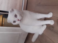 5 aylık erkek scottish fold