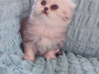 Kaliteli sağlıklı british longhair yavrular