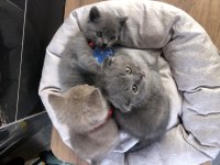 Scottish fold erkek yavru