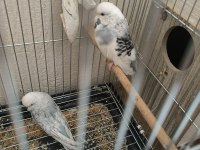JUMBO MUHABBET KUŞU HAZIR TAKIM