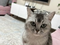 8 Aylık Kedimi Sahiplendiriyorum