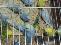 Yeni yeme inmiş bebek alıştırmalık konuşturmalık kuşlar
