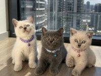 Safkan British Shorthair bebekler