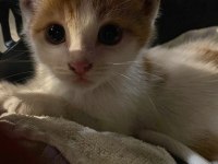 Oyuncu yavru kedimiz için ömürlük yuva aranıyor acil