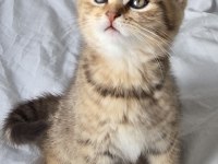 Bal Gibi British Longhair Bebekler Aile Arıyor