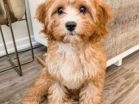 Eşsiz kalitede maltipoo yavrumuz