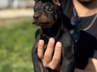 Kaliteli Safkan Siyah Ve Kızıl Doberman Yavruları